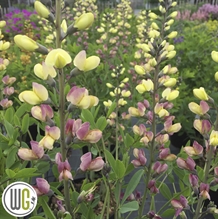 Farvebælg `Pink Lemonde`®